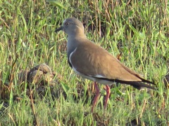 Vanellus melanopterus minor