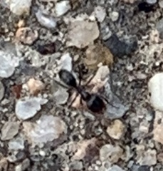 Dorymyrmex insanus