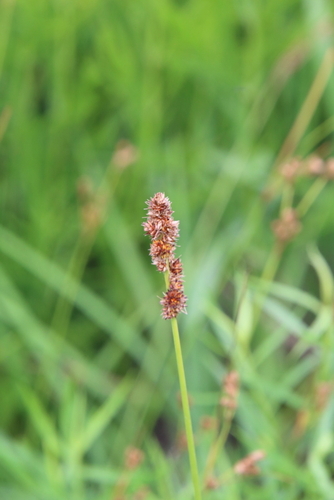 Image of Carex annectens by (c) psweet, some rights reserved (CC BY-SA)