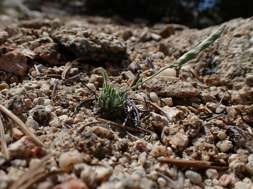 Image of Boechera pygmaea by (c) Martin Purdy, some rights reserved (CC BY)