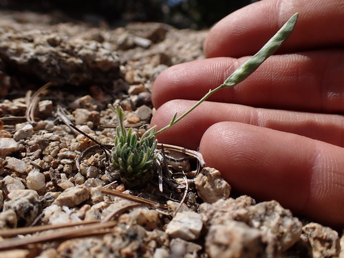 Image of Tulare County Rockcress (Boechera pygmaea) by (c) Martin Purdy, some rights reserved (CC BY)