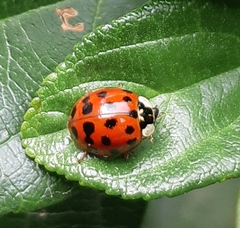 Harmonia axyridis