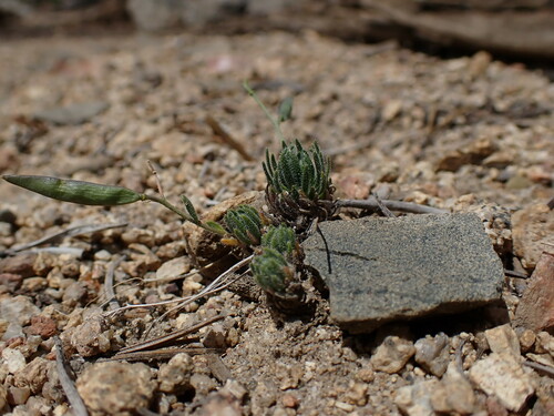 Tulare County rockcress (Boechera pygmaea)