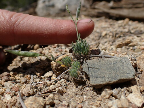 Image of Boechera pygmaea by (c) Martin Purdy, some rights reserved (CC BY)