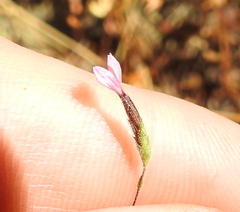 Lessingia micradenia