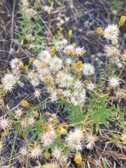 Erigeron inornatus