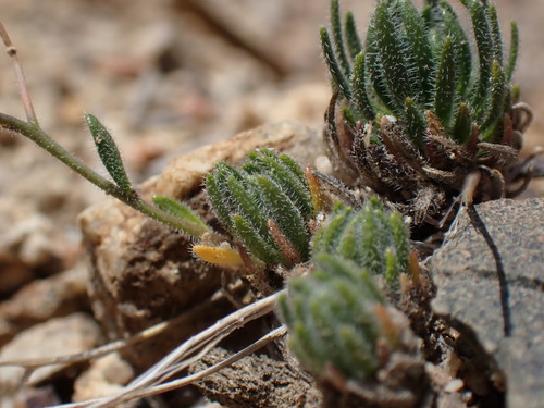 Image of Tulare County Rockcress (Boechera pygmaea) by (c) Martin Purdy, some rights reserved (CC BY)