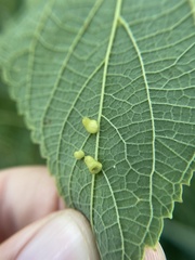 Celticecis pyriformis