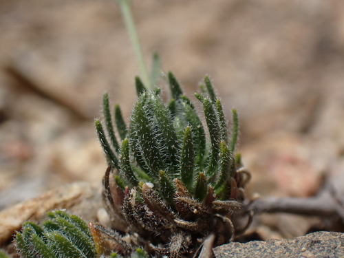 Image of Boechera pygmaea by (c) Martin Purdy, some rights reserved (CC BY)