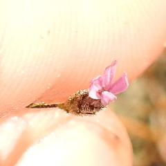 Lessingia micradenia