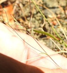 Lessingia micradenia