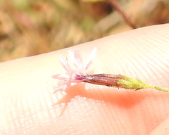 Lessingia micradenia