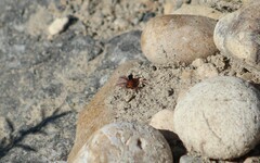 Tachypompilus unicolor