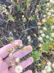 Erigeron inornatus