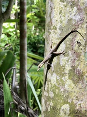 Anolis oligaspis