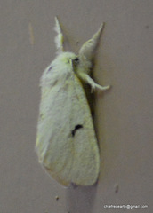Lepidoptera