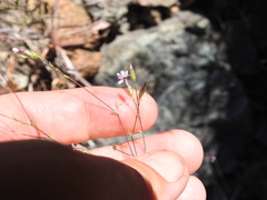 Lessingia micradenia