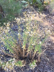 Erigeron inornatus