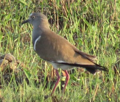 Vanellus melanopterus minor