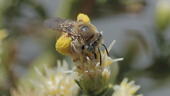 Melissoptila chilena