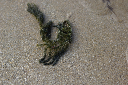 Image of Caulerpa flexilis by (c) Rod Lowther, some rights reserved (CC BY)