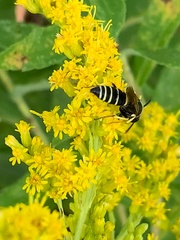 Philanthus solivagus