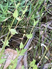 Lindernia dubia anagallidea