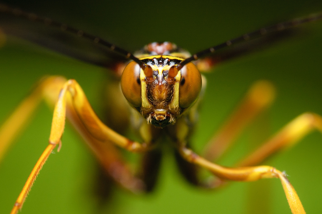 Ichneumonid Wasps (Arthropods of Rosewood Nature Study Area) · iNaturalist