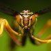 Ichneumonid Wasps - Photo (c) Matt Claghorn, some rights reserved (CC BY-NC), uploaded by Matt Claghorn