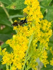 Philanthus solivagus