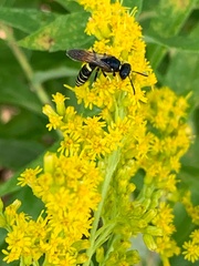 Philanthus solivagus
