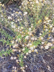 Erigeron inornatus