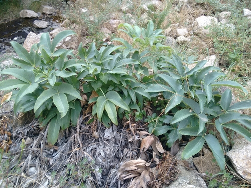 Corsican Hellebore