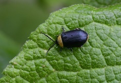 Asphaera abdominalis