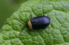 Asphaera abdominalis