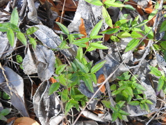 Rhinotropis californica