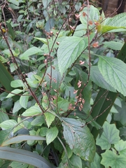 Plectranthus ecklonii