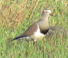 Vanellus melanopterus minor