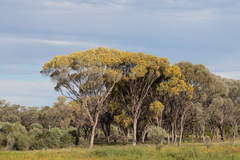 Acacia tephrina