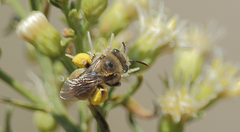 Melissoptila chilena