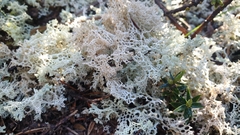 Pulchrocladia ferdinandii