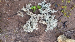 Pulchrocladia ferdinandii