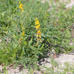 Crotalaria dissitiflora