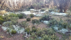 Pulchrocladia ferdinandii