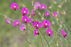 Swainsona campylantha