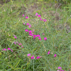 Swainsona campylantha