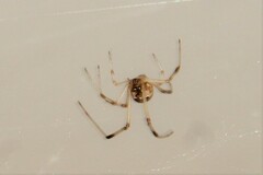 Latrodectus geometricus