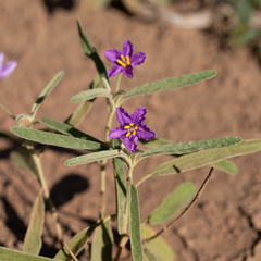 Solanum esuriale