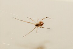 Latrodectus geometricus