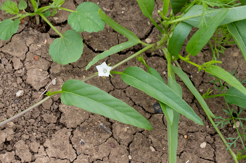 Ipomoea lonchophylla, photograph 1
